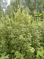 Betula humilis