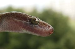 Boaedon fuliginosus