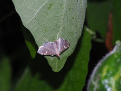 Pelena