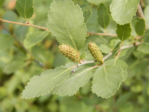Betula humilis