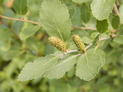 Betula humilis