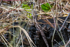 Lophognathus gilberti