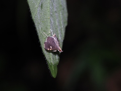 Pelena