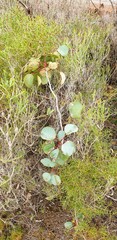 Eucalyptus cladocalyx