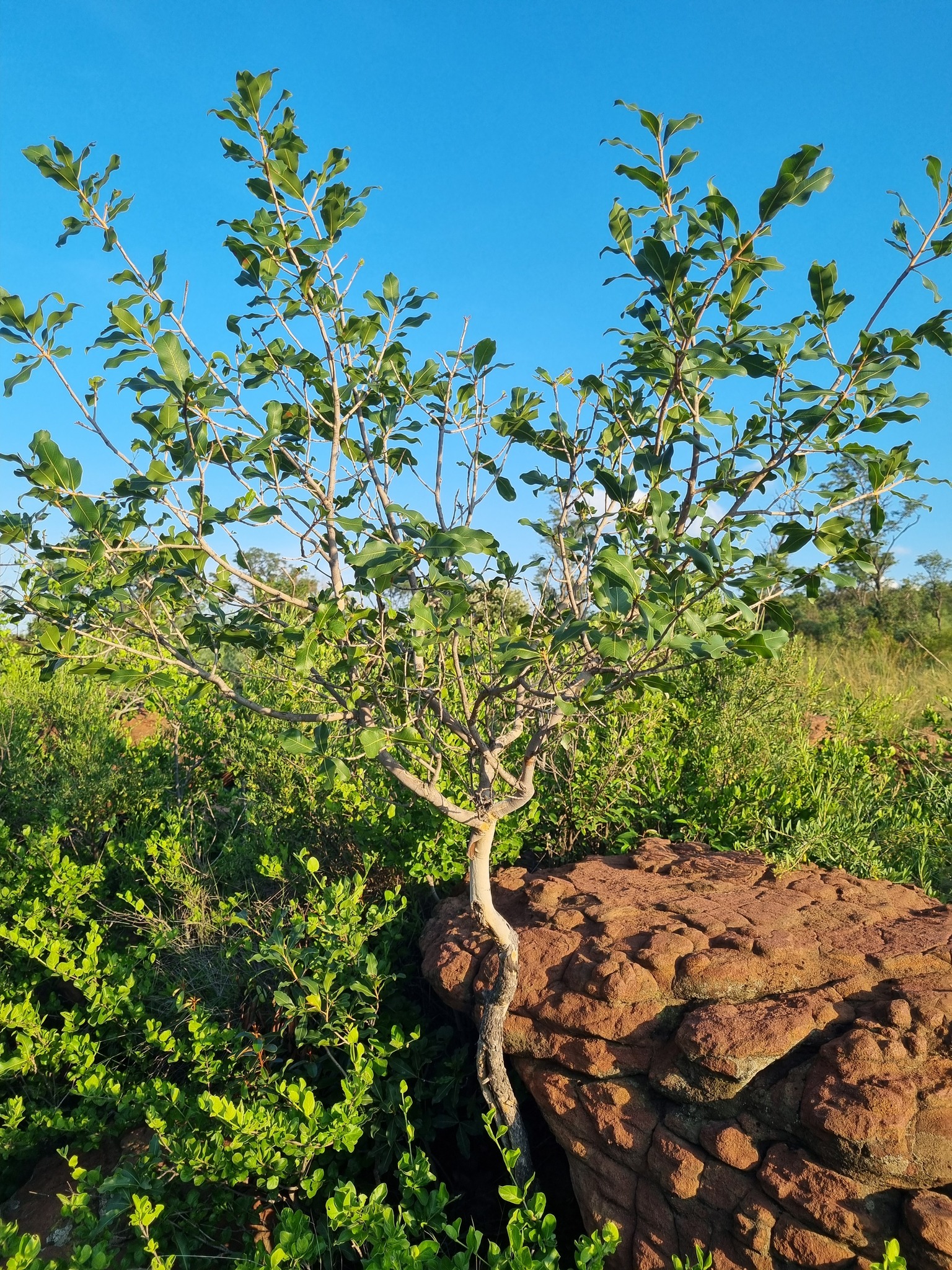 Imagem de Ipê-de-jardim