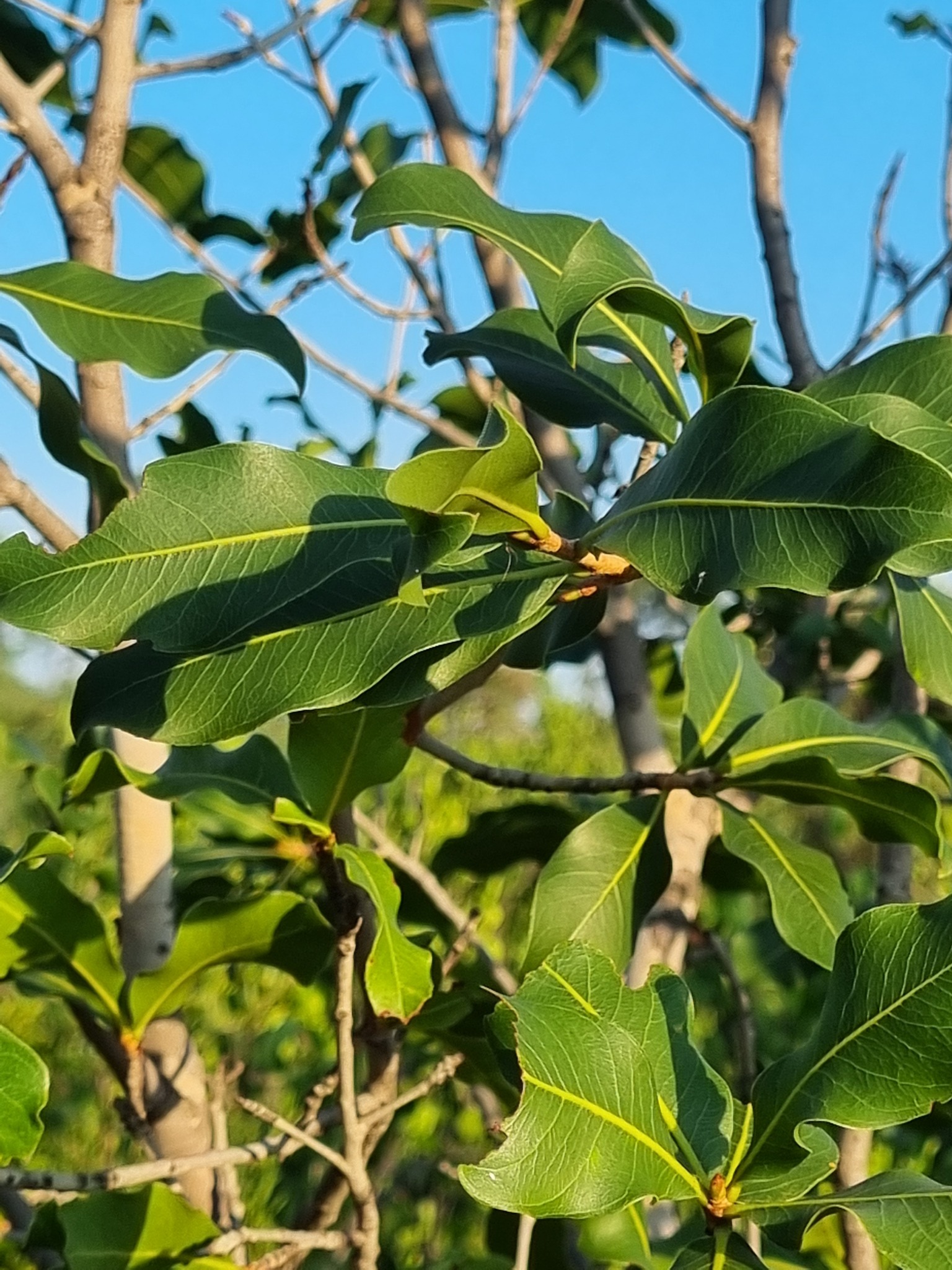 Imagem de Ipê-de-jardim