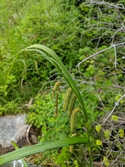 Carex gynandra
