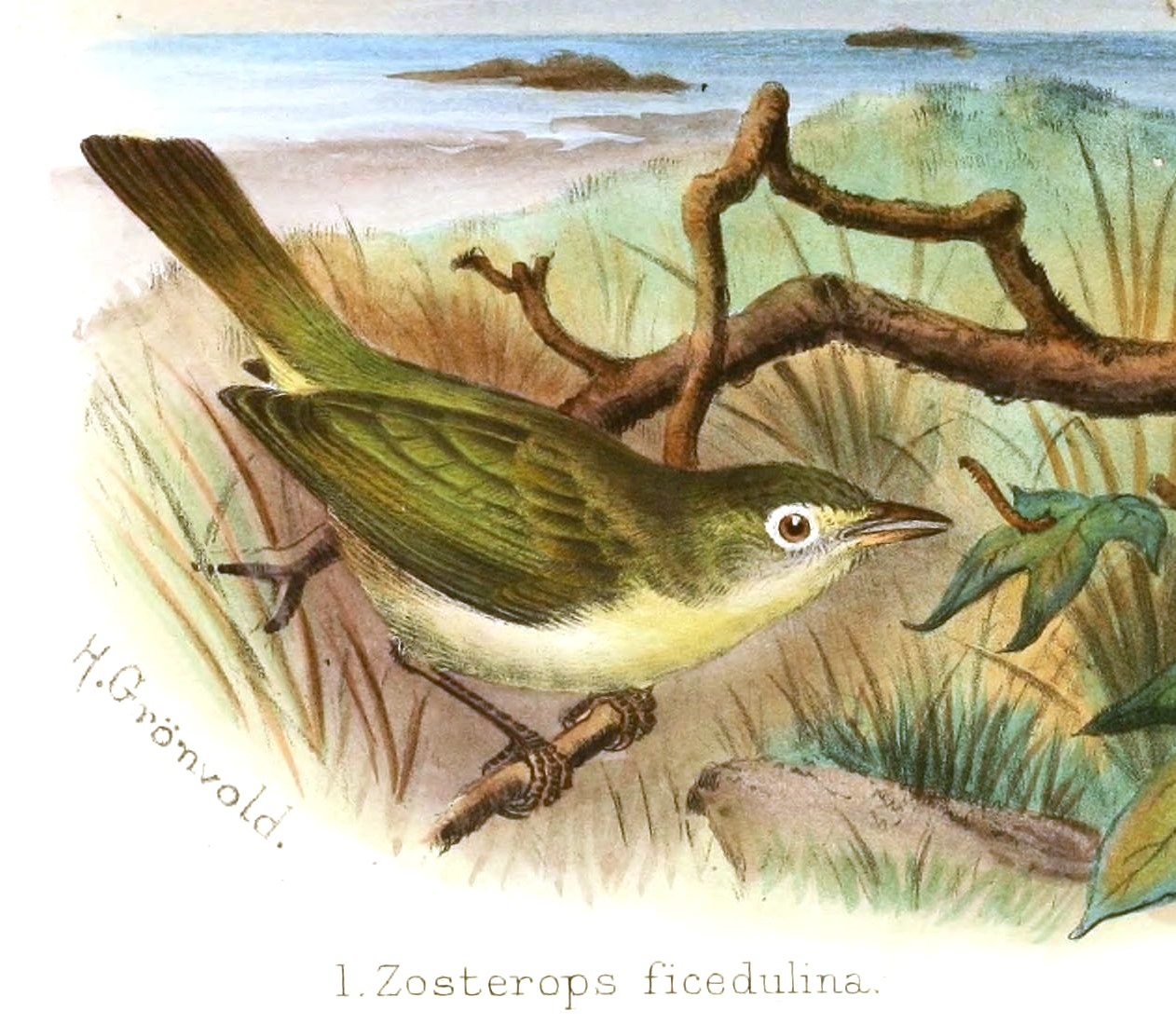 Principe White-eye illustration