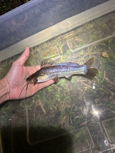South American catfish (Rhamdia quelen) — Heptapteridae — 5