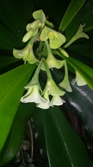 Euphorbia thouarsiana image