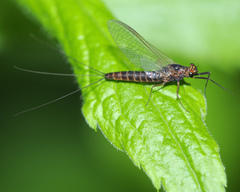 Leptophlebia