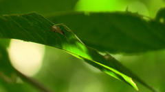 Prolophota trigonifera