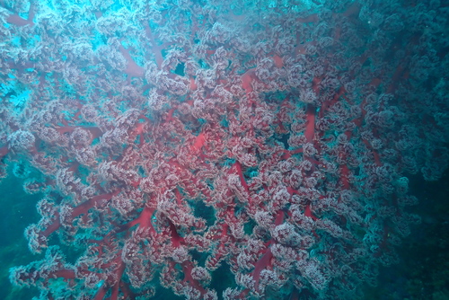 Siphonogorgia observed 2025-01-08