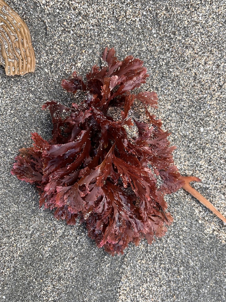 Callophyllis variegata
