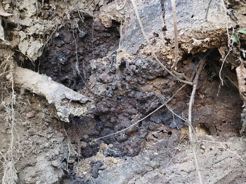 Kretzschmaria deusta