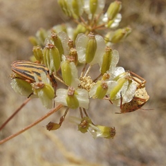 Graphosoma semipunctatum