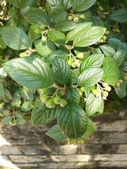 Cotoneaster sternianus