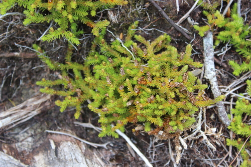 Image of Lateristachys diffusa by (c) Joe Dillon, some rights reserved (CC BY)