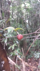 Peponidium