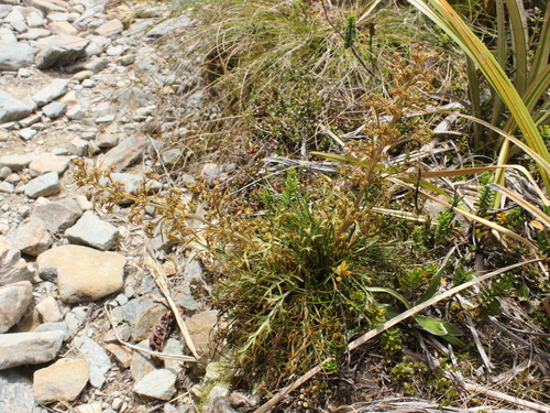 Aciphylla hookeri (Aciphylla hookeri)