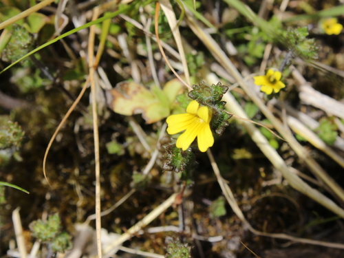 Image of Euphrasia cockayneana by (c) Joe Dillon, some rights reserved (CC BY)