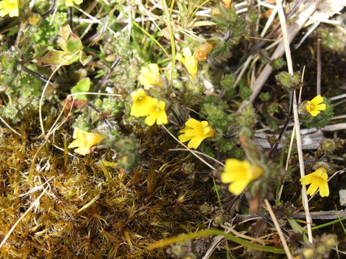 Image of Euphrasia cockayneana by (c) Joe Dillon, some rights reserved (CC BY)