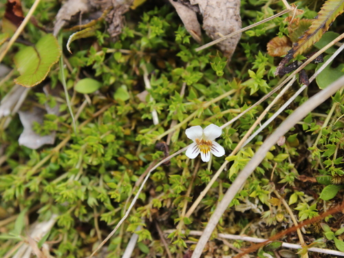 Euphrasia disperma observed 2025-01-01