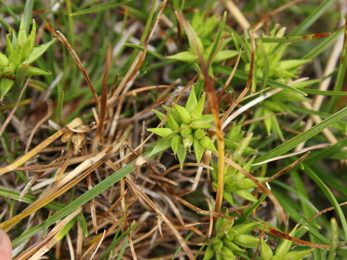 Image of Carex carsei by (c) Joe Dillon, some rights reserved (CC BY)