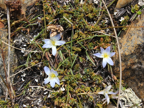 Image of Herpolirion novae by (c) Joe Dillon, some rights reserved (CC BY)
