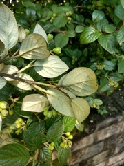 Cotoneaster sternianus