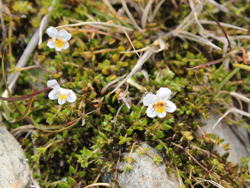 Euphrasia disperma observed 2025-01-01