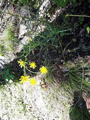 Senecio inaequidens