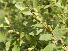Betula humilis