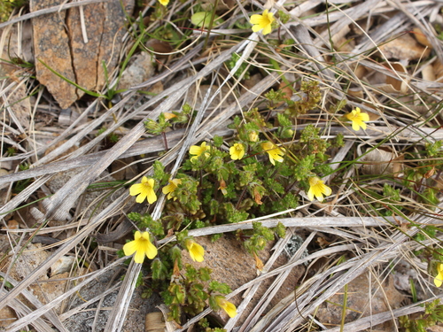 Image of Euphrasia cockayneana by (c) Joe Dillon, some rights reserved (CC BY)