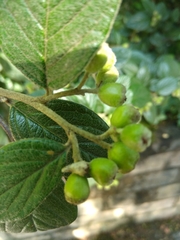 Cotoneaster sternianus