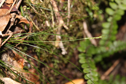 Fine-leaved Bastard Grass (Carex lectissima)