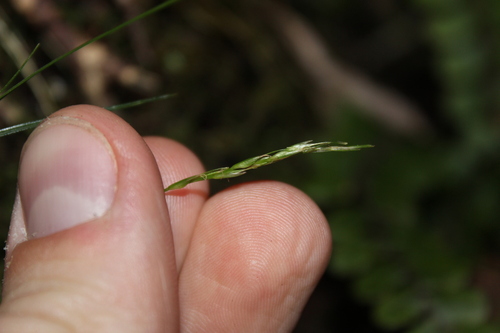 Image of Carex lectissima by (c) Joe Dillon, some rights reserved (CC BY)