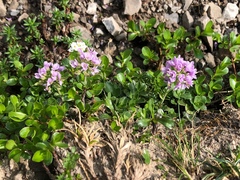 Noccaea rotundifolia