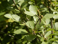 Betula humilis