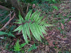 Arachniodes rhomboidea