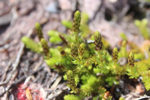 Image of Lateristachys diffusa by (c) Joe Dillon, some rights reserved (CC BY)