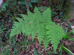 Dryopteris paleolata