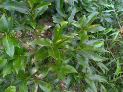 Lithocarpus hancei