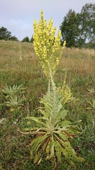 Verbascum speciosum