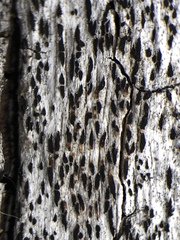 Xylographa parallela