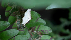 Prolophota trigonifera