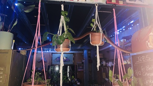 Brown Tree Snake sighting