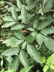 Cicuta mexicana