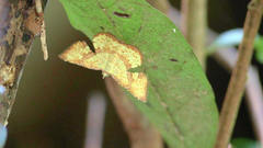 Corymica deducta