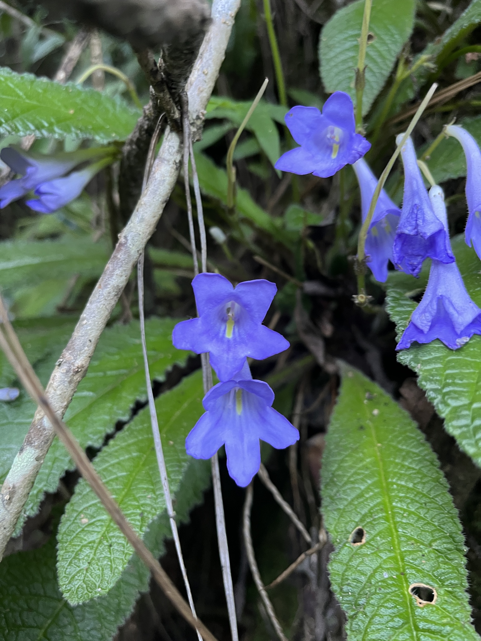 Streptocarpus cyaneus